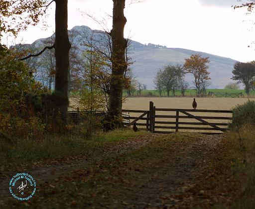 Scottish Borders Rubers Law 9P64D-125.JPG